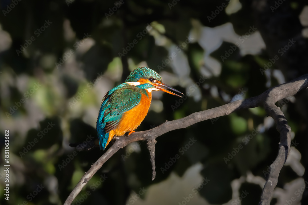 Obraz premium Common Kingfisher in the light of an autumn morning