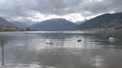 Swans dabbling at Lake Zell in Austria with view of Kitzsteinhorn under dramatic grey sky