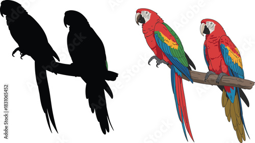Parrot silhouette and color vector set, tropical birds pair on branch, macaw style illustration, exotic wildlife clipart, high contrast isolated design, forest nature template asset