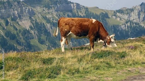 Majestic cow with bell walking and grazing amidst alpine panorama at Niederhorn, Switzerland