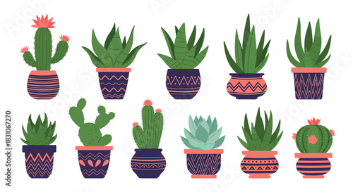 Collection of various decorative indoor succulent and cactus plants in colorful and stylish patterned ceramic pots for home decor.