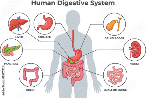 Detailed Human Digestive System Diagram for Education, Medical Illustration, and Health Science; Showing Liver, Stomach, Pancreas, Gallbladder, Kidney, Colon, and Small Intestine Anatomy.