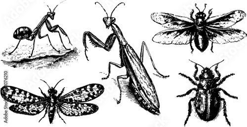 Engraved insects set including ant, mantis, beetle, and fly. Vintage hand-drawn vector illustration showcasing detailed entomology.