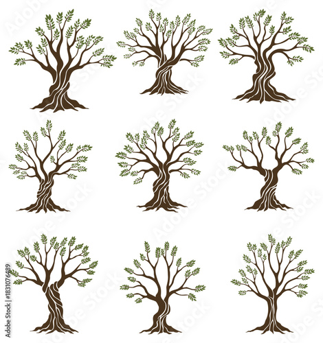 Olive trees set with branches and leaves for design of packaging, label, logotype or banner. Natural organic stylized olive icon, premium quality sign. Vector illustration