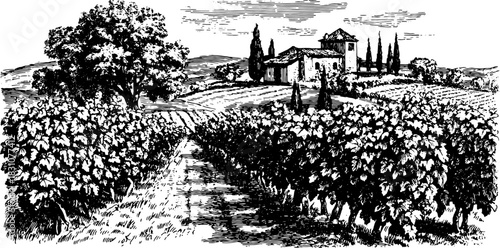 Vineyard landscape with a building and tree. Antique vector illustration depicting a rural scene with vines and hills, creating an authentic atmosphere.