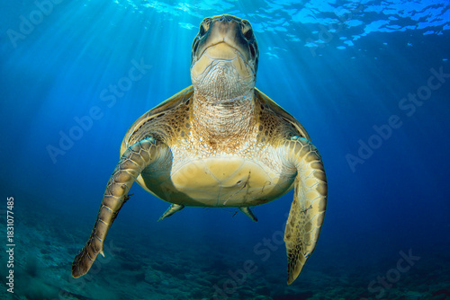 Tortuga nadando en el azul de Tenerife