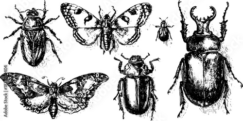 Vintage illustration set of various bugs and insects; features detailed hand-drawn black outlines on a white background. This is a vector illustration.