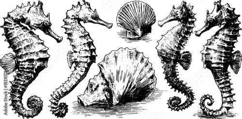 Seahorse and shell vector illustrations in vintage engraving style. Detailed black line drawings create a decorative set.