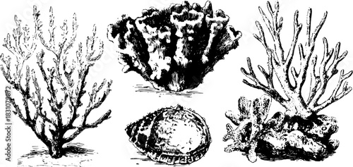 Engraving of corals and shells in vintage style. The black outline drawing represents marine diversity in a classic vector illustration set.