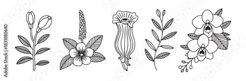 A collection of five different floral illustrations in black and white line art style arranged side by side