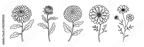 A collection of five different flower illustrations in black and white with varying petal shapes and foliage