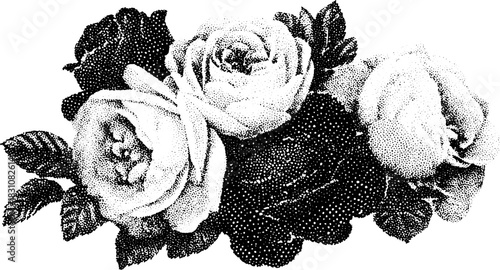 Vintage rose engraving in black outline. Hand-drawn floral illustration set featuring intricate petals and foliage, ideal for decor.