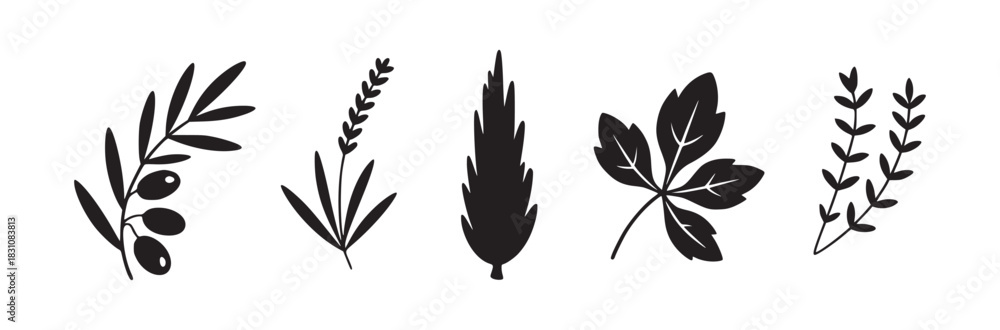 Fototapeta premium Illustration of five different plant species including olive lavender cypress and other foliage types