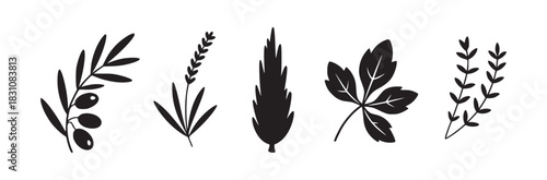 Illustration of five different plant species including olive lavender cypress and other foliage types