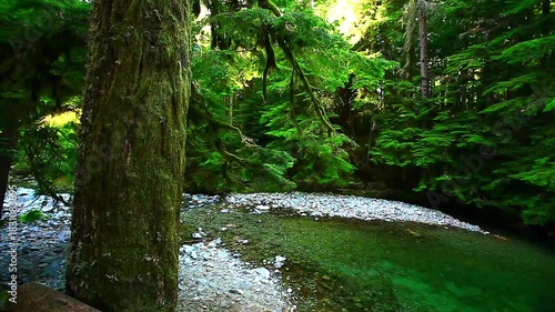 a video of an glacial water creek in Mount Rainier National Park  Washington State