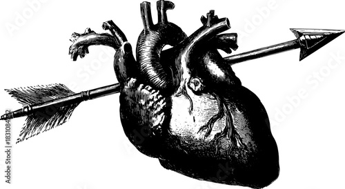 Heart illustration with an arrow. Vintage black and white line drawing set in vector format. Detailed and realistic for medical or artistic use.