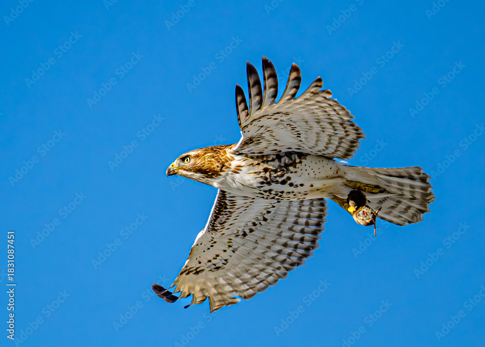Fototapeta premium hawk in flight