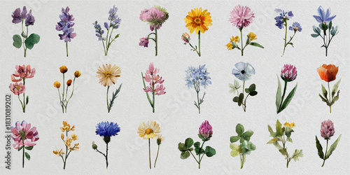 Collection of delicate watercolor botanical illustrations of various wildflowers and garden blooms
