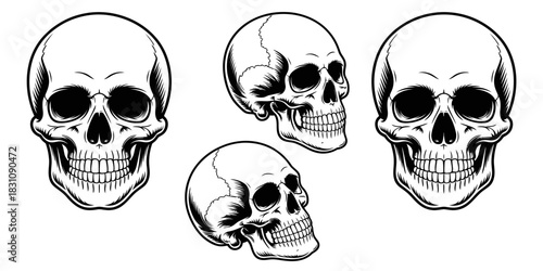 Illustration of four black and white skulls in different angles on a white background