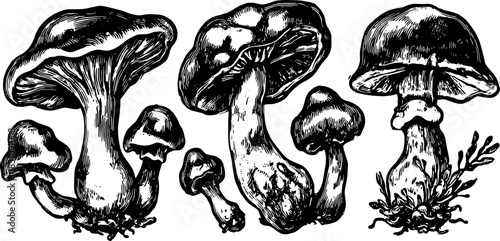 Vintage mushroom engravings in black and white illustration. Detailed botanical drawing set showcasing various fungi in a vector style.