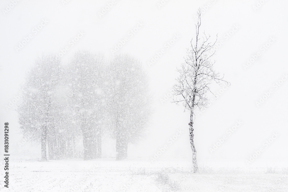 Fototapeta premium Snow-covered tree in heavy winter snowfall