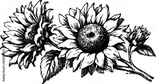 Sunflower floral design in black and white. Hand-drawn vector illustration featuring detailed petals and leaves, perfect for botanical art.