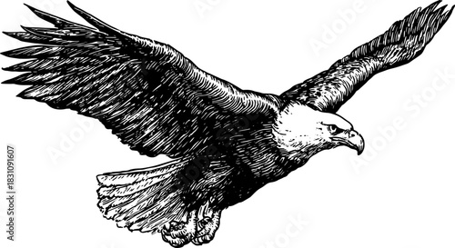 Eagle black and white outline vector illustration. Vintage style drawing featuring detailed wings in flight set of artwork.