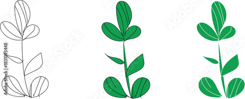  Set of three illustrations showing the evolution of a simple green plant sprout from a black and white sketch to a fully colored drawing