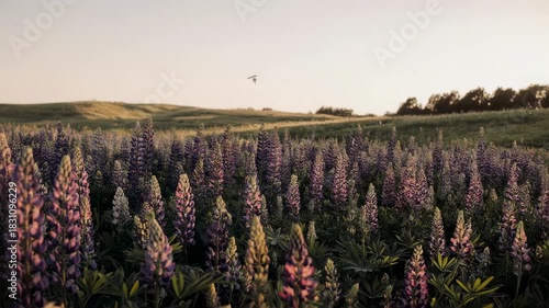 Lupine Field at Sunset - A Serene Landscape Video.