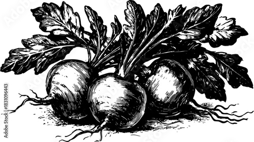 Beet root vegetable set with leaves in a black and white ink vector illustration. Handdrawn vintage style for food, botanical, and agriculture themes.