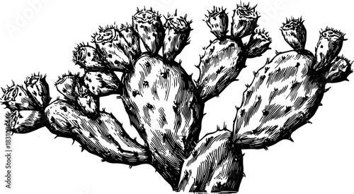 Cactus set with prickly spines and flowers in a detailed black and white illustration. Handdrawn botanical vector sketch with textured contour.