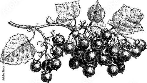 Black and white outline illustration of grapes with detailed leaves and branches. Vintage vector illustration with botanical features, in a decorative set.