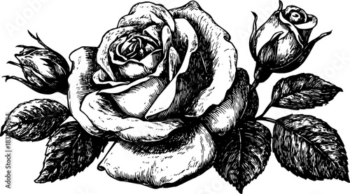 Black and white vintage engraving of a rose flower. Detailed outline illustration in a classic artistic style, vector representation.