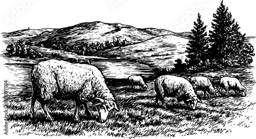 Sheep grazing in a rural meadow with hills and trees. Vintage black and white landscape vector illustration.