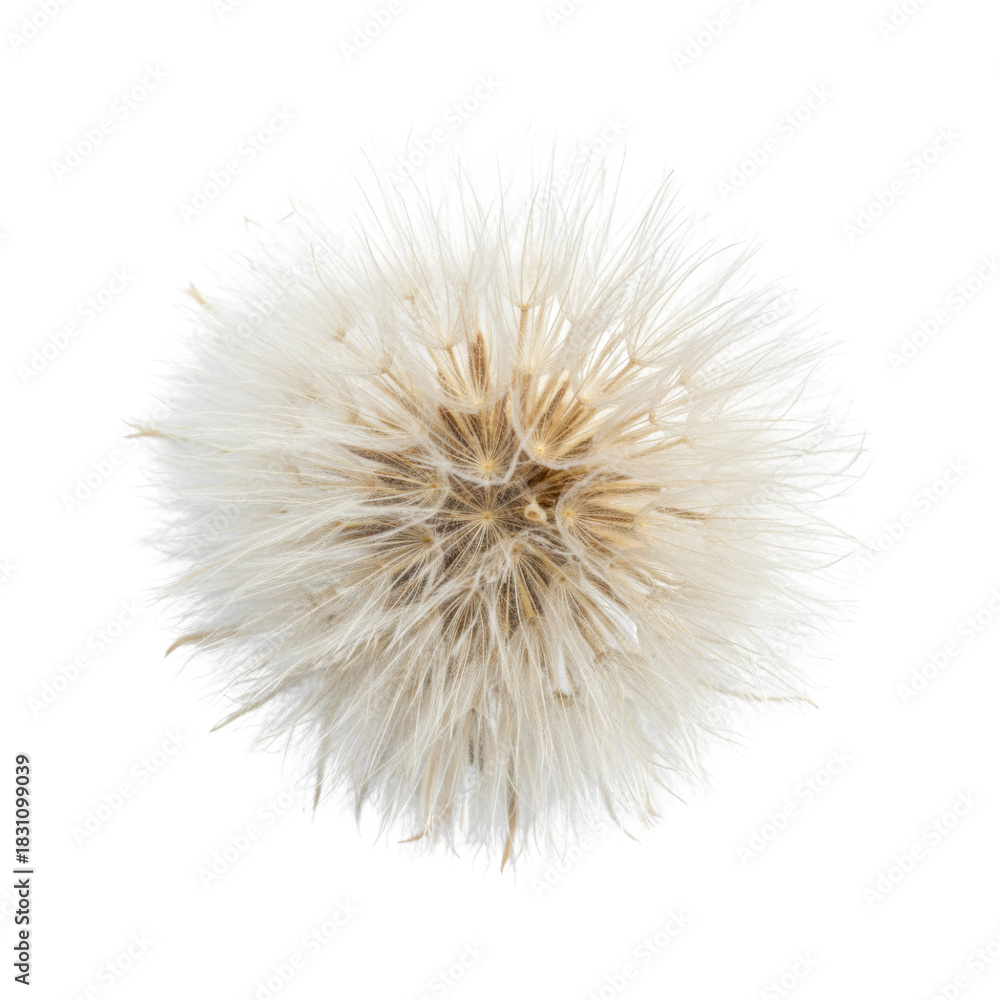 Fototapeta premium Delicate White Dandelion Seed Head Isolated on a Solid Dark Field