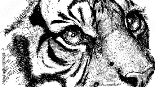 Detailed tiger illustration showcasing the eye and face in black and white. Realistic drawing emphasizing textures and stripes in a vector style.