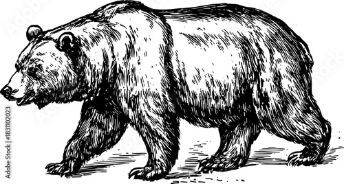 Bear illustration in black and white outline style. Vintage vector engraving illustration displaying detailed features and realistic anatomy.