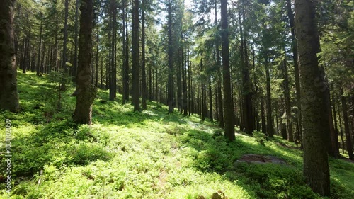 dolly-in along a narrow path in a summer mountain forest