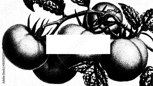 Tomato engraving in vintage style, showcasing a hand-drawn outline. This black and white vector illustration emphasizes botanical details in a set.