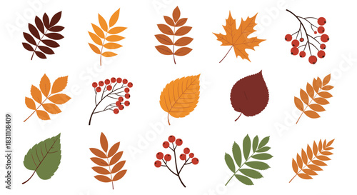 Beautiful assortment of different autumn leaves in warm fall colors and sprigs of red berries, isolated on white.
