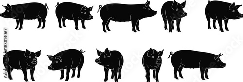 Pig vector silhouette set, farm animal collection, different swine poses, livestock illustration, black silhouette on white background for design