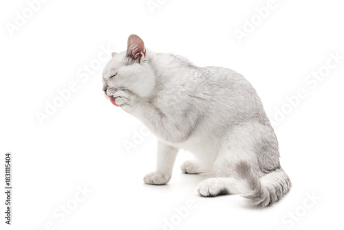 Side view. A silver British chinchilla kitten licking its paw and washing its face. Sitting on a white background. Photo.