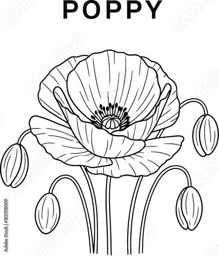 Elegant poppy flower illustration with buds on a clean white background art