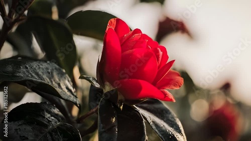 Vibrant Red Camellia Blossom in Natural Light - A Close-Up View.
