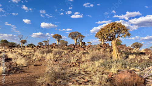 Quiver trees under bright blue skies in Namibia