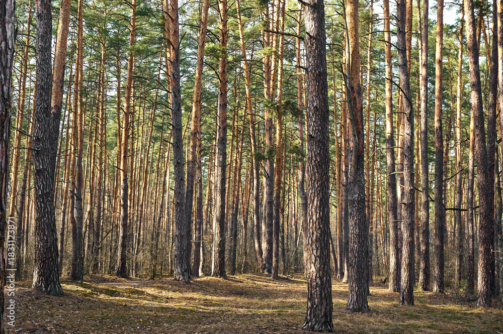 Naklejka premium Pine forest in sunny summer day.