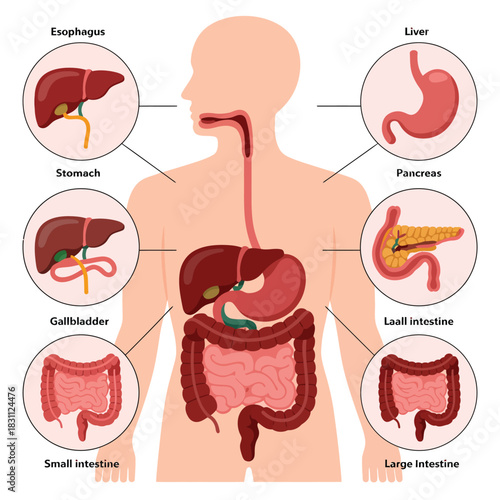 Human digestive system anatomy medical illustration with labels