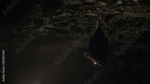 Close up small sleeping lesser horseshoe bat covered by wings, hanging upside down on top of cold arched brick cellar and hibernate. Creative wildlife