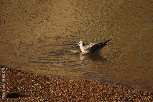 Gabbiano sull'acqua