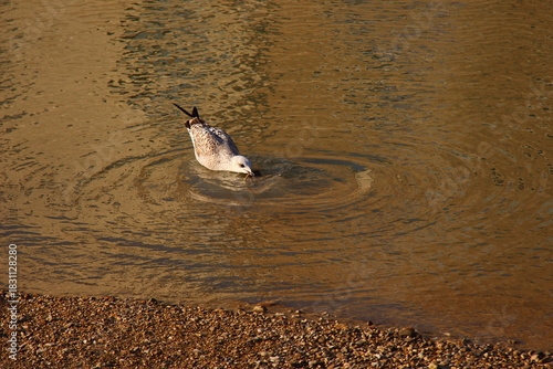 Gabbiano sull'acqua